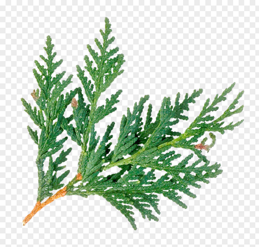 Tree Arborvitae Cedar Wood Evergreen Juniperus Virginiana Western Red-cedar PNG