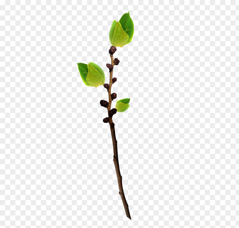 Flower Willow Bud PNG