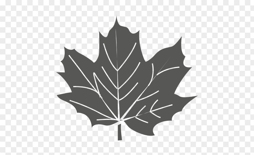 Leaf Maple Sycamore Green PNG