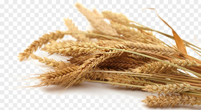 Flour Emmer Whole Grain Oat Cereal PNG