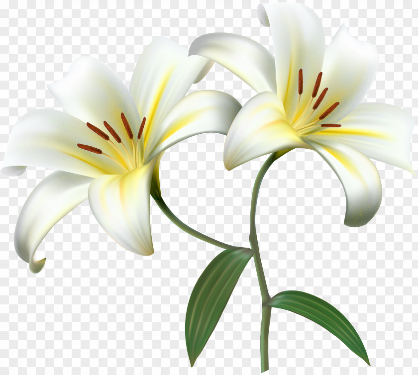Flower Lilium Clip Art PNG