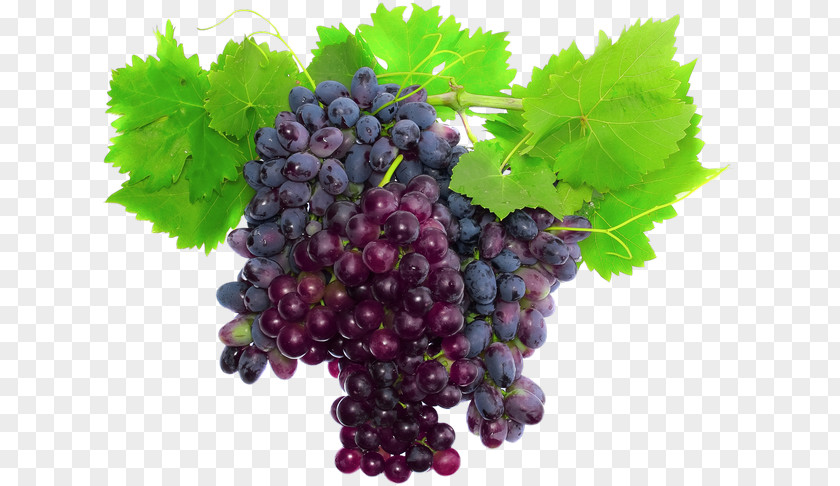 Grape Muscat Wine Stock Photography Merlot PNG