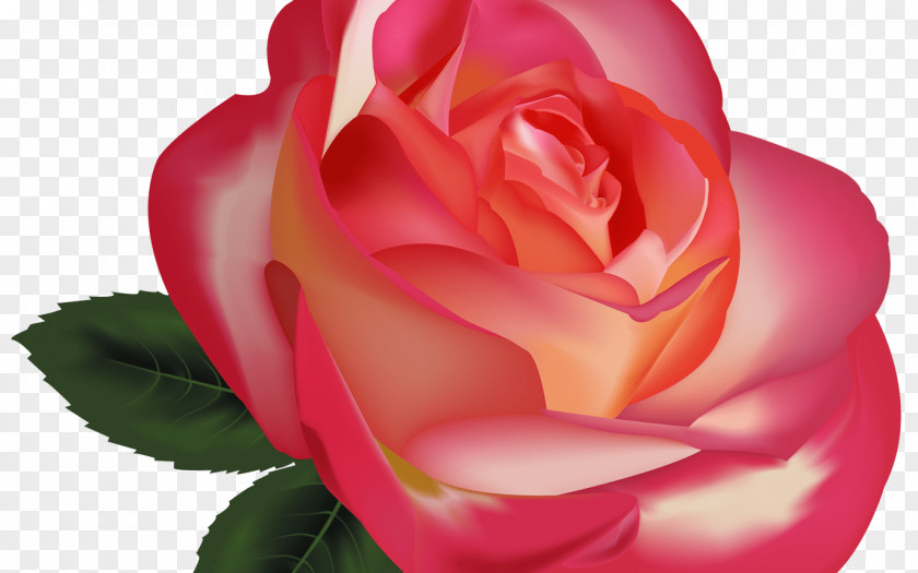Rose Flower Desktop Wallpaper Clip Art PNG