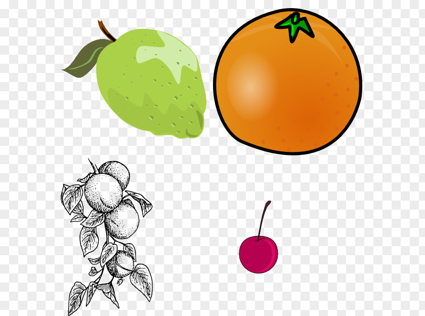 Apricot Download Clip Art PNG