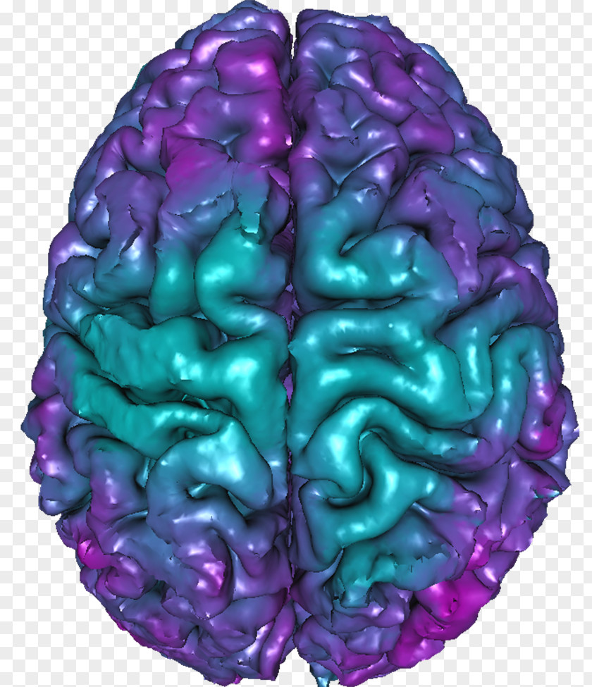 Brain Organism PNG