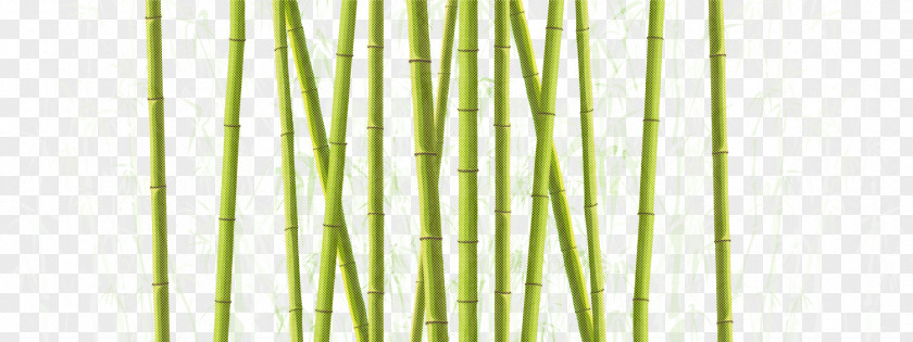 Vegetable Bamboo Green Plant Grass Family Stem PNG