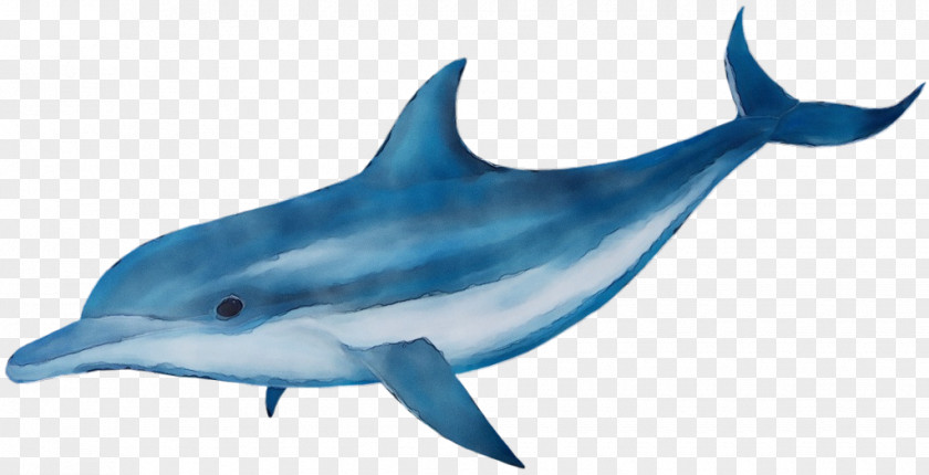 Fin Fish Dolphin Cetacea Bottlenose PNG