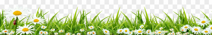 Grass Lawn PNG