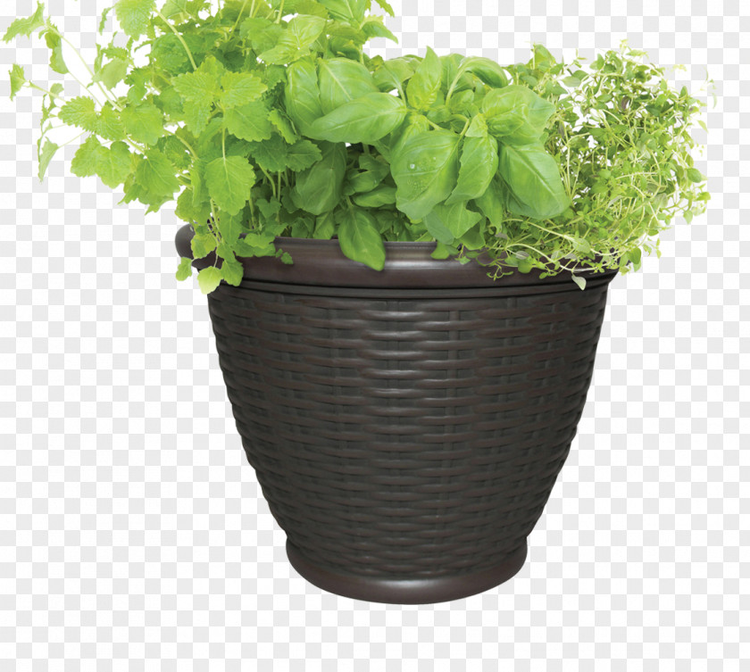 Herb Stock Photography Flowerpot Thymes Houseplant PNG