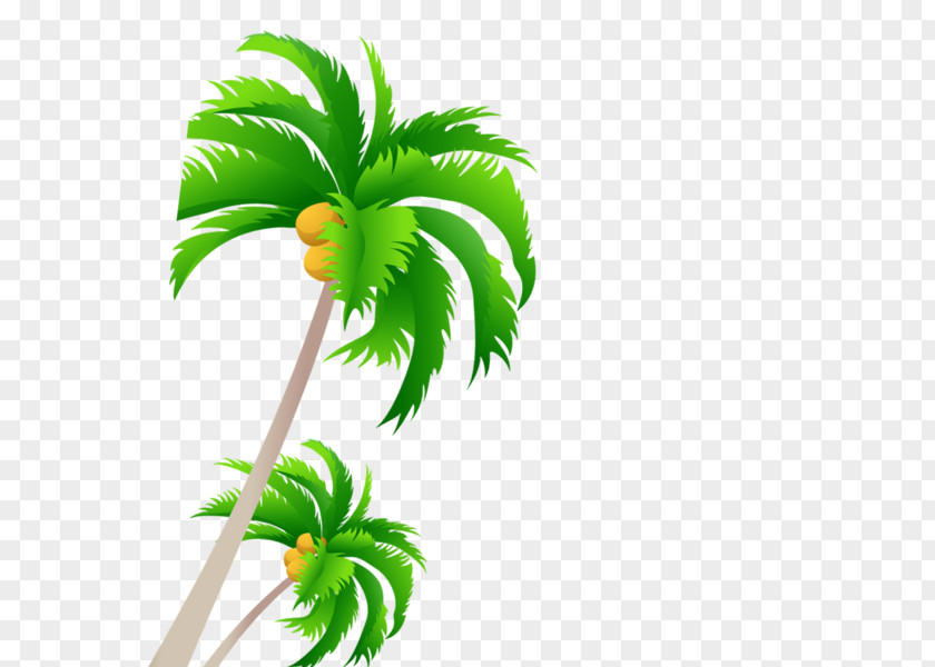 Amazon Jungle Uihere Palm Trees Vector Graphics Coconut PNG