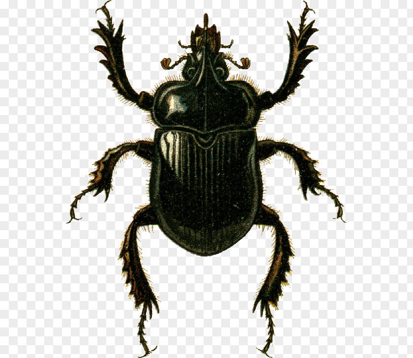 Beetle Dung Goliathus Scarabaeoidea Weevil PNG