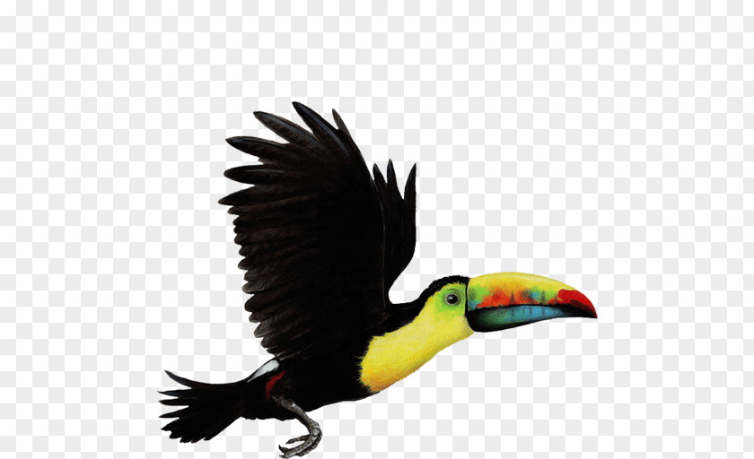 Bird Parrot Toco Toucan Choco Clip Art PNG