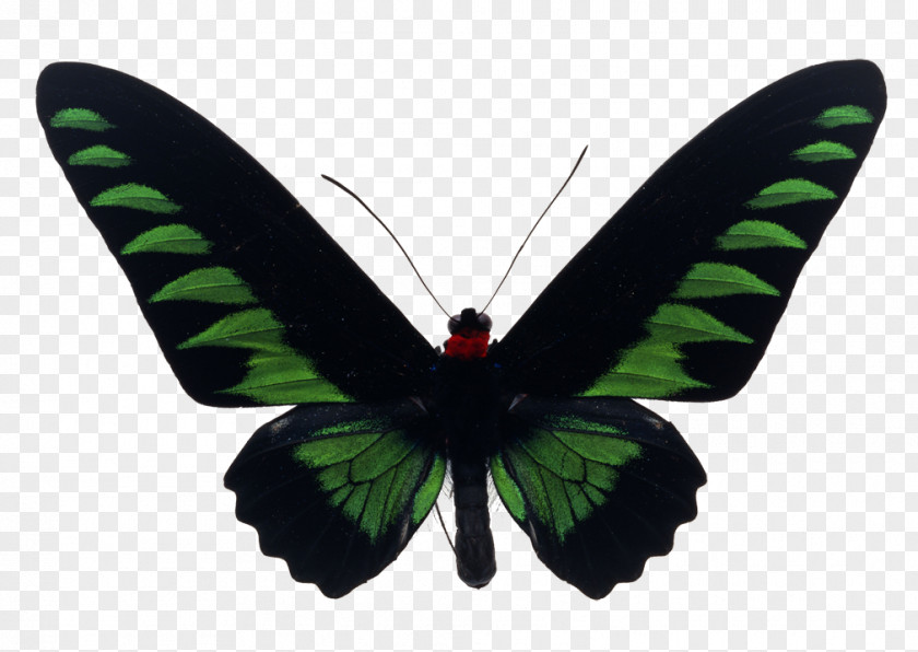 Butterfly Rajah Brooke's Birdwing Stock Photography Royalty-free PNG