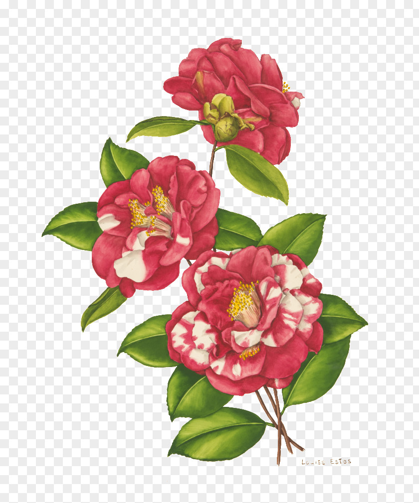 Flower Japanese Camellia Floral Design Cut Flowers Designs Bellingrath Gardens And Home PNG