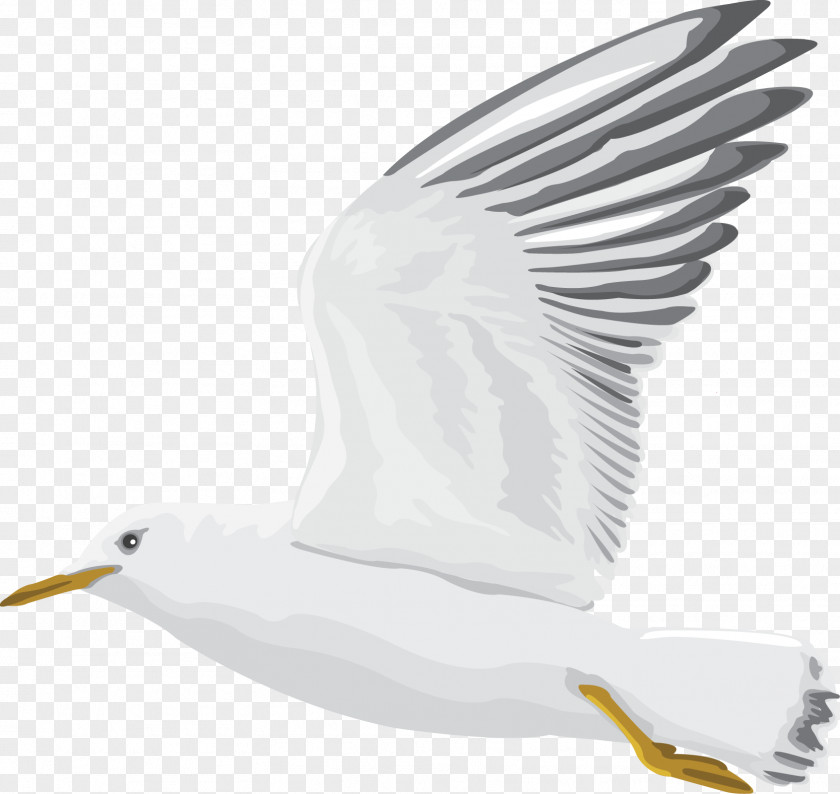 Gulls Homing Pigeon Pigeons And Doves Racing Homer Bird Post PNG