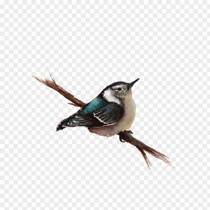 Bird Wren PNG