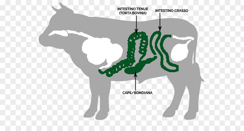 Bovino Cattle Horse Gastrointestinal Tract Small Intestine Large PNG