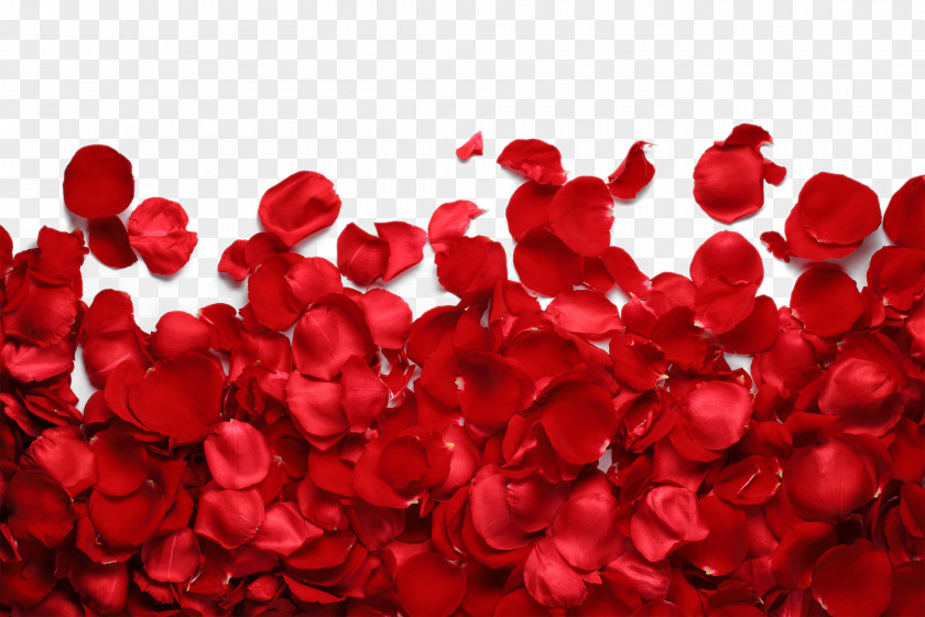 Petals Petal Garden Roses Flower Red PNG