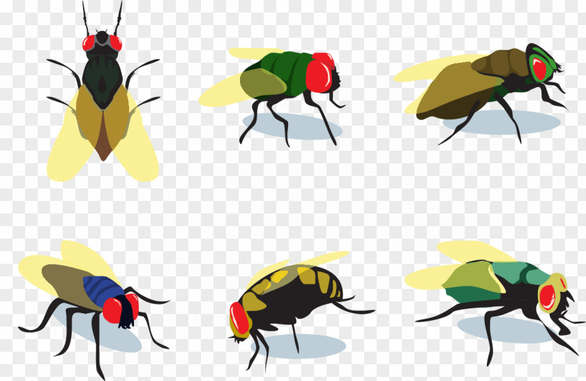 Vector Few Flies Fly Insect Euclidean PNG