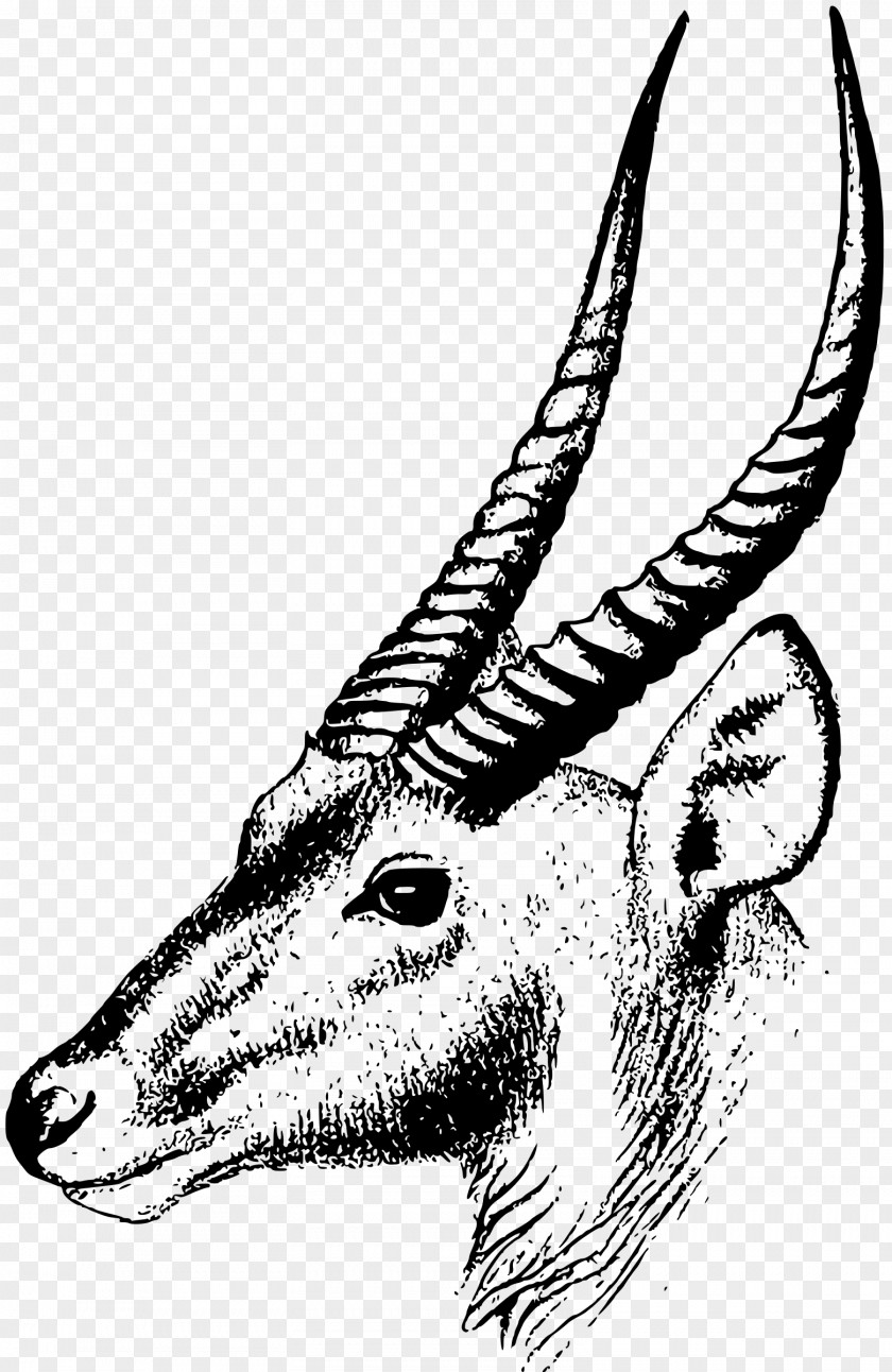 Antelope Oryx Impala Clip Art PNG