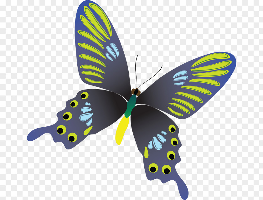 Butterfly Image Download Potanthus Motzui PNG