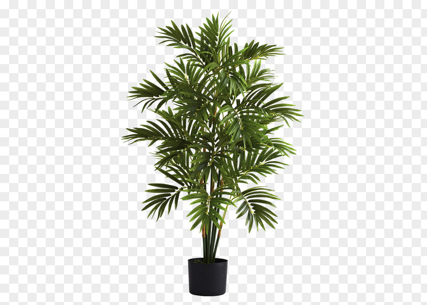 Elaeis Date Palm Tree Leaf PNG