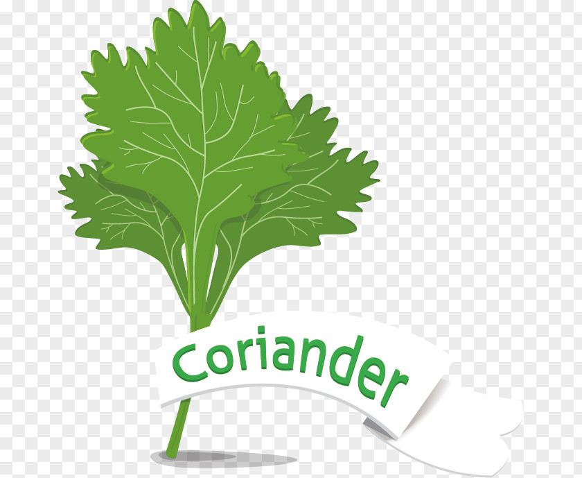 Green Parsley Vegetables Vector Material Leaf Vegetable Coriander PNG