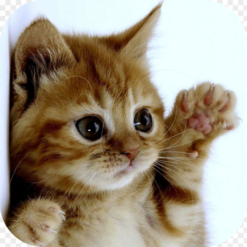 Kitten Burmilla Games Puppy Cuteness PNG