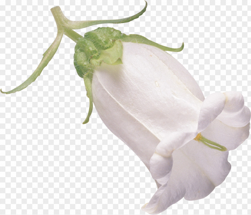 Painting Petal Flower PNG