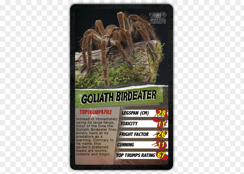 Spider Top Trumps Game Goliath Birdeater PNG