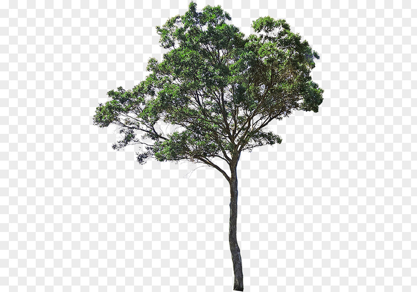 Arvores Filigree Plants Image Tree Desktop Wallpaper Idea PNG