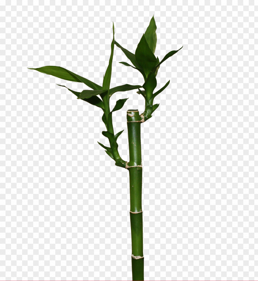 Bamboo Lucky Bamboe Victor Trading Plant PNG