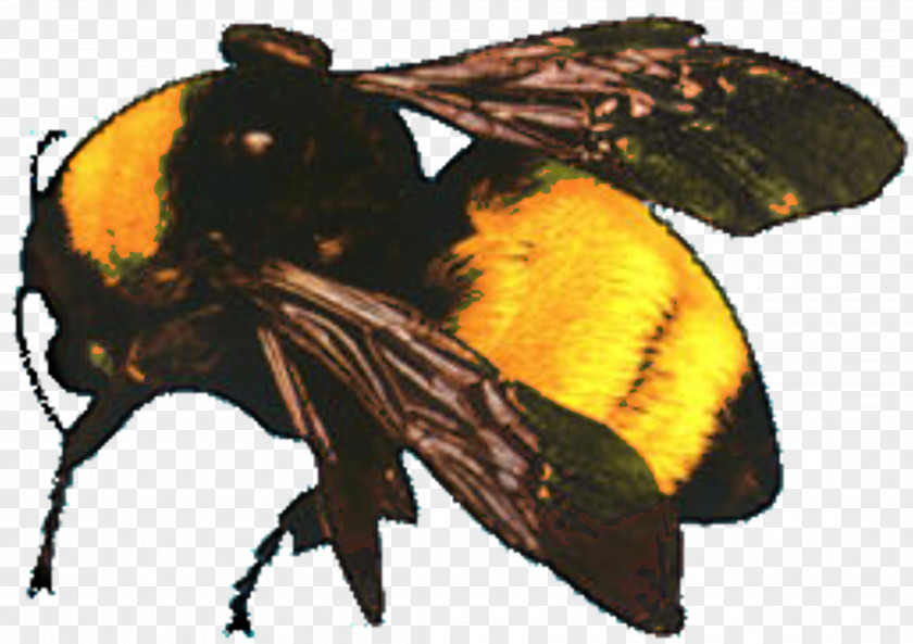 Bee Flower Boy Who Dat Odd Future Song Album PNG