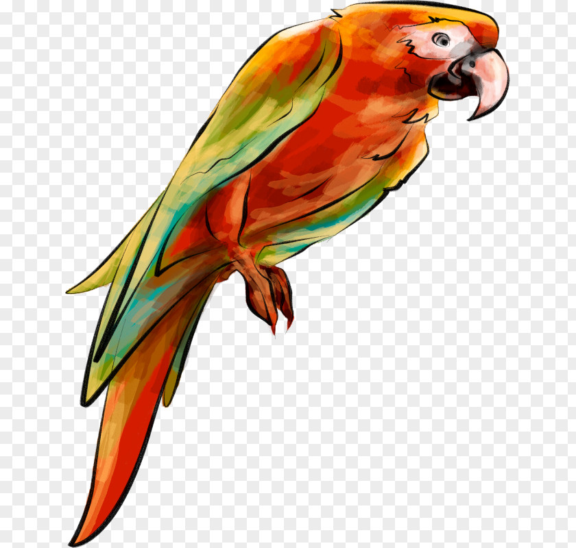 Parrot Clip Art Bird Drawing PNG