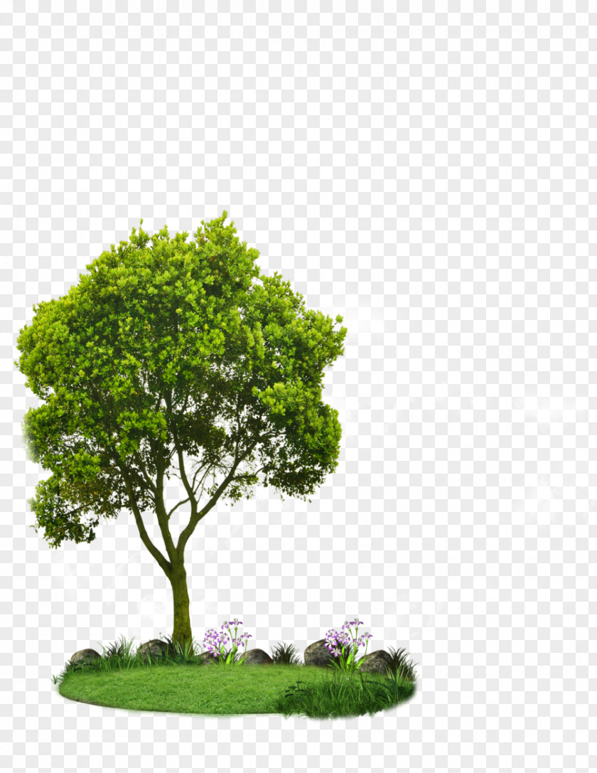 Tree Choosing Small Trees Planting Landscaping Root PNG