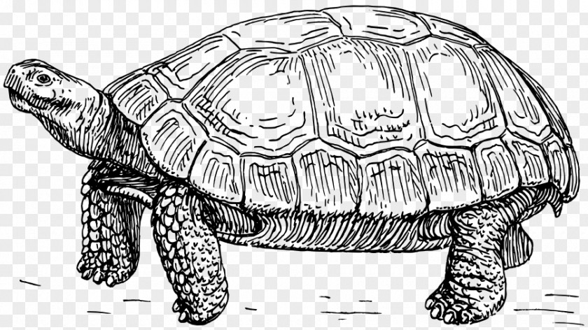 Turtle Tortoise Line Art Drawing Clip PNG