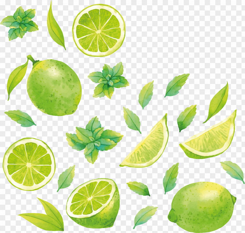 Watercolor Vegetables Lemon-lime Drink Key Lime Food PNG