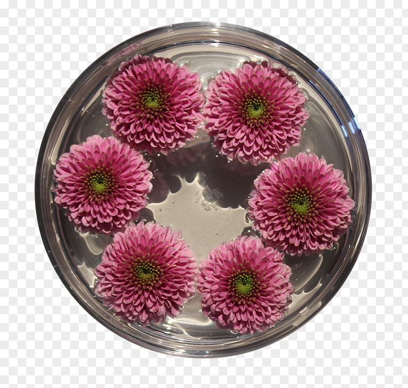 Chrysanthemum Transvaal Daisy Cut Flowers Pink M Flowerpot PNG