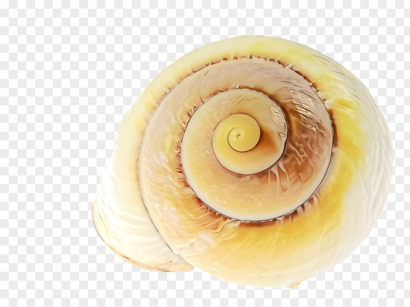 Cuisine Dish Food Spiral PNG