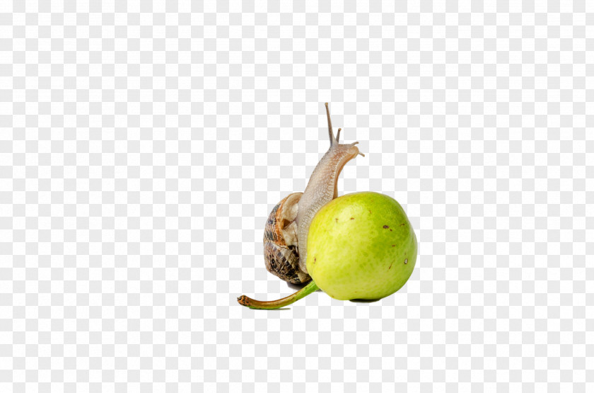 Snail Apple PNG