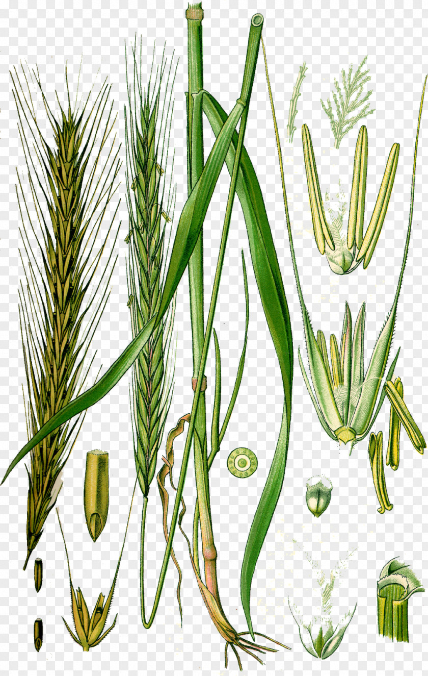 Wheat Rye Cereal Almindelig Rug Plant PNG