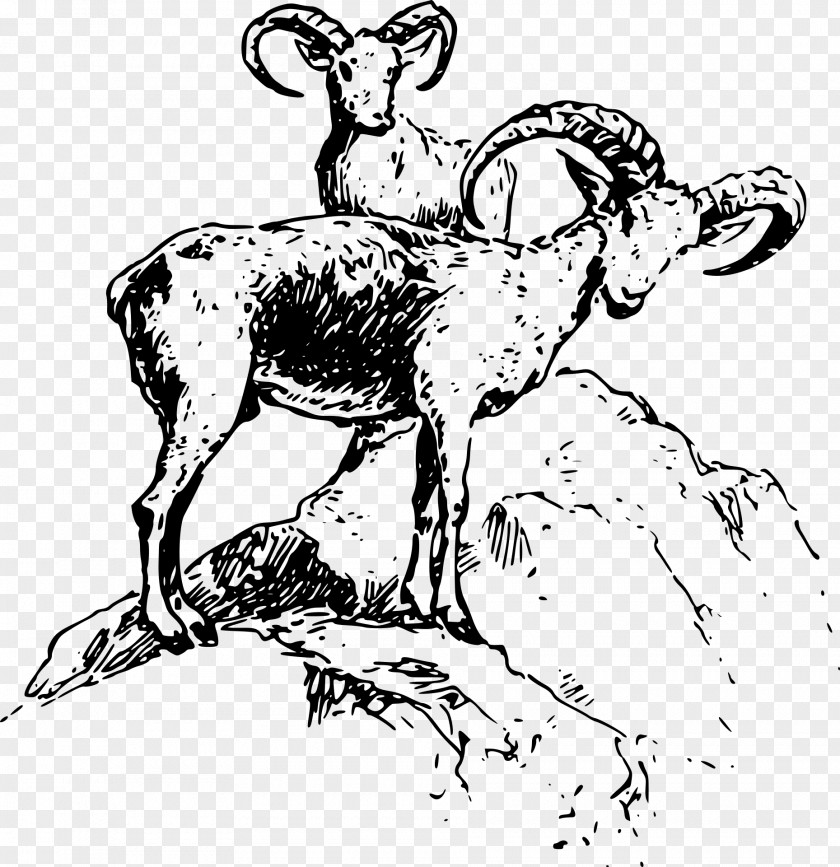 Wilderness Bighorn Sheep Goat River Clip Art PNG