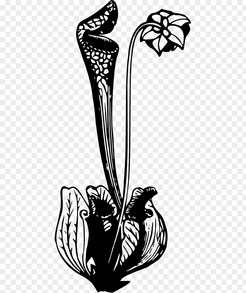 Carnivorous Plant Flower California Pitcher Clip Art PNG