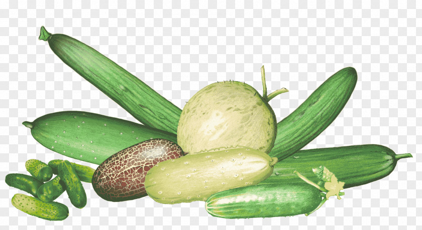 Cucumis Sativus Pickled Cucumber Association Kokopelli Benih Cornichon PNG