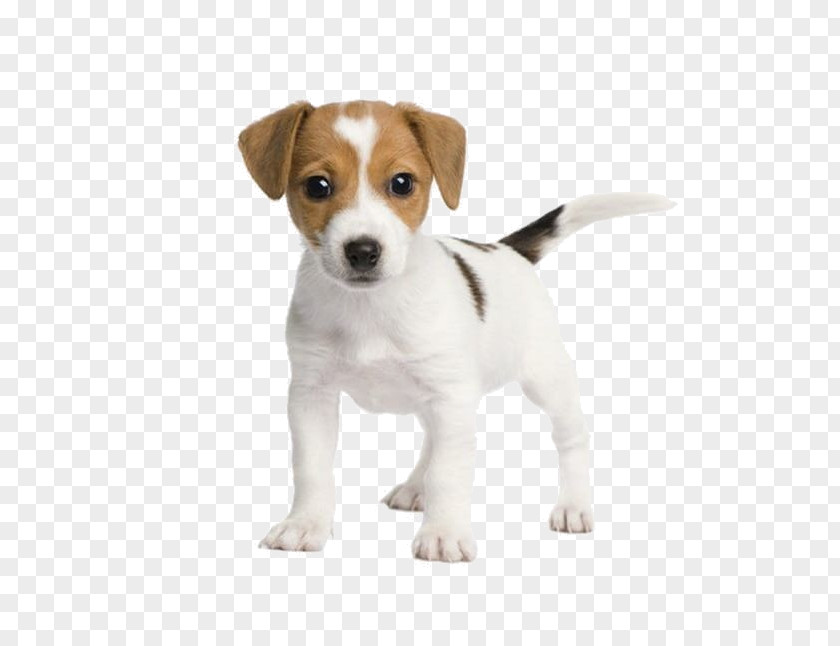 Dog Puppy Jack Russell Terrier Companion PNG