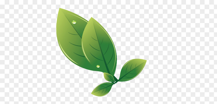 Leaves Leaf Euclidean Vector Drawing PNG
