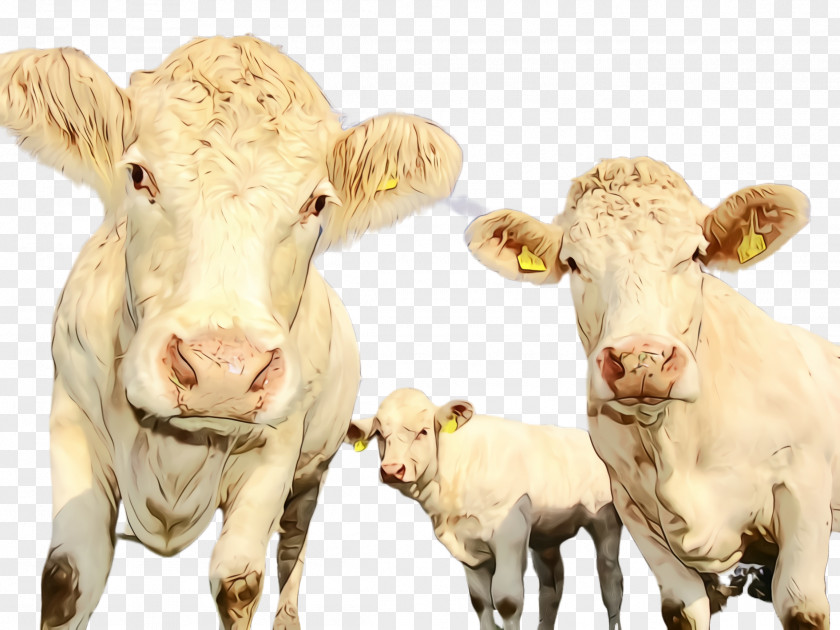 Pasture Snout Bovine Calf Dairy Cow Animal Figure Livestock PNG