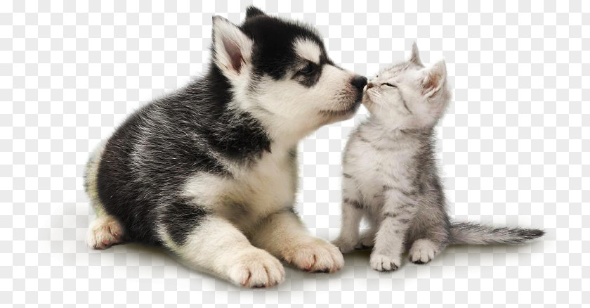 Pet Shop Miniature Siberian Husky Alaskan Malamute Sakhalin Dog Breed Cat PNG