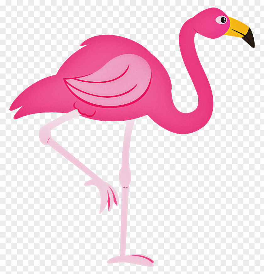 Beak Water Bird Pink Flamingo PNG