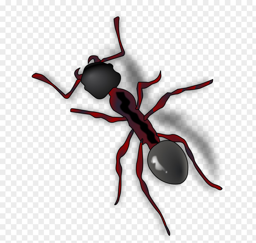 Cartoon Pictures Of Ants Queen Ant Clip Art PNG